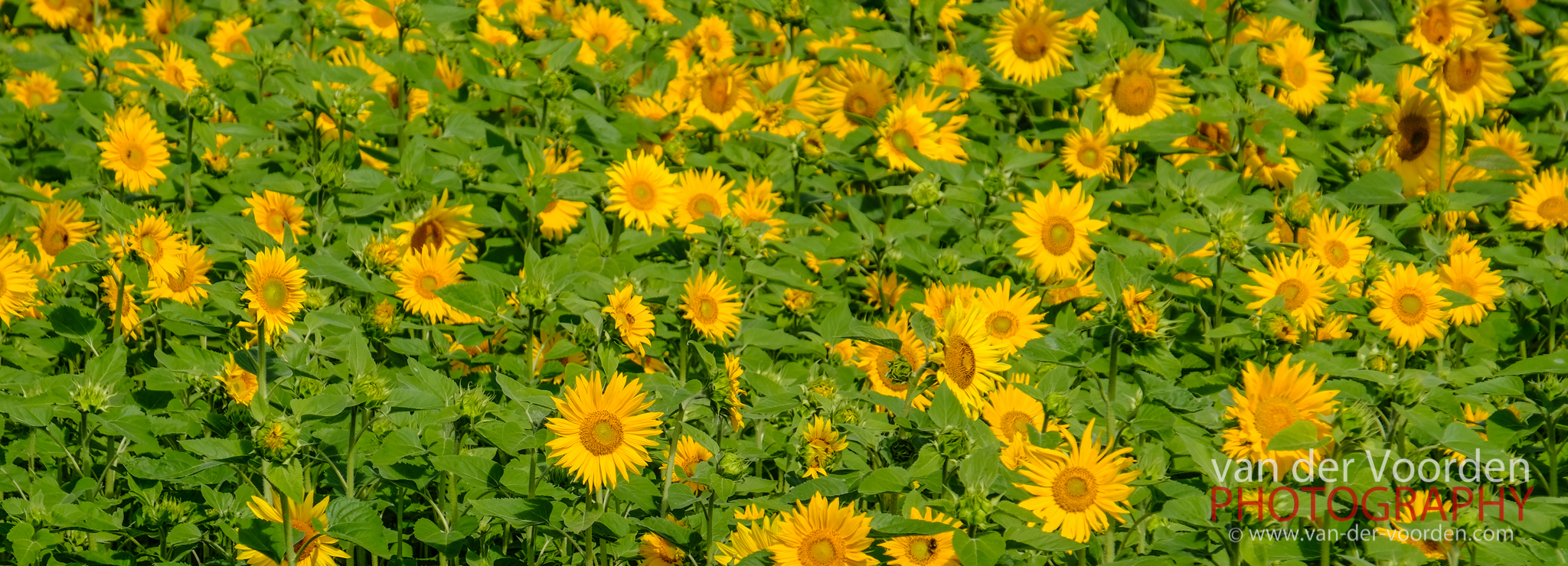 Sonnenblumenfeld