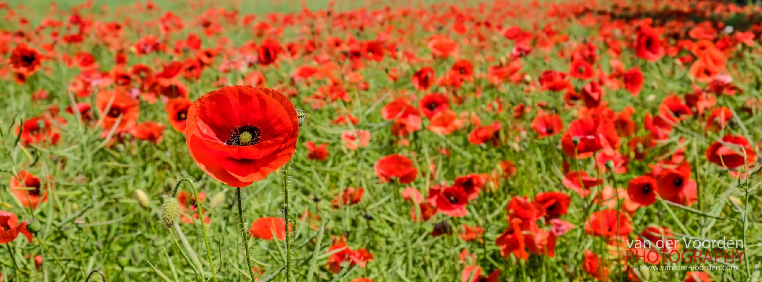 Klatschmohn