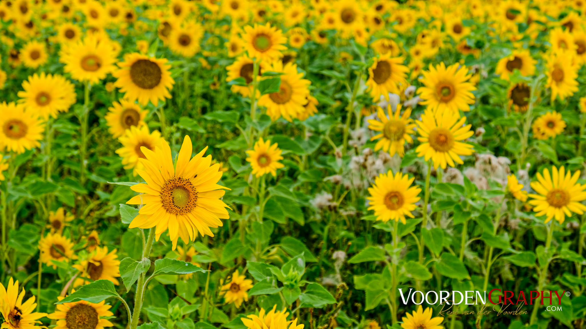 Sonnenblumen