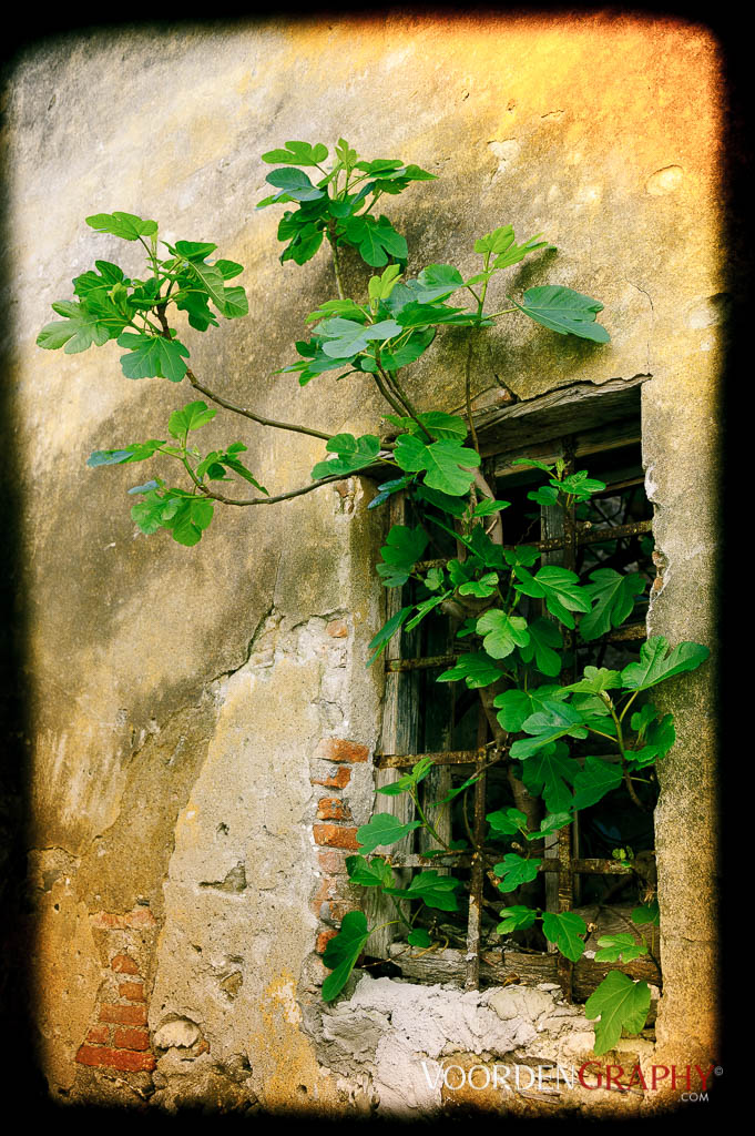 Fig tree Chinque Terre, Italy