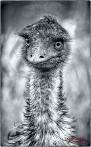 Emu in free natureChinque Terre, Italy