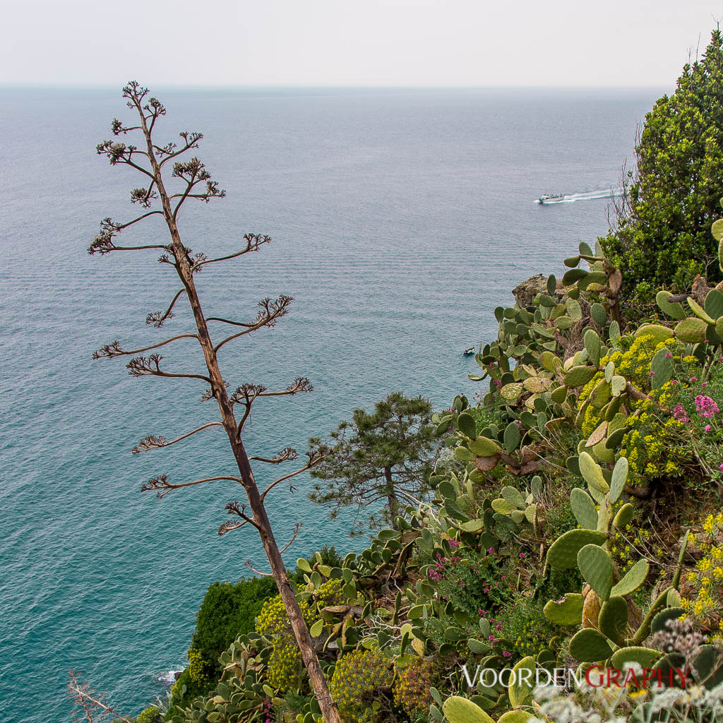 Cinque Terre / Italy