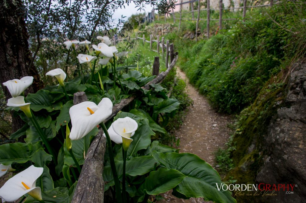 Cinque Terre / Italy