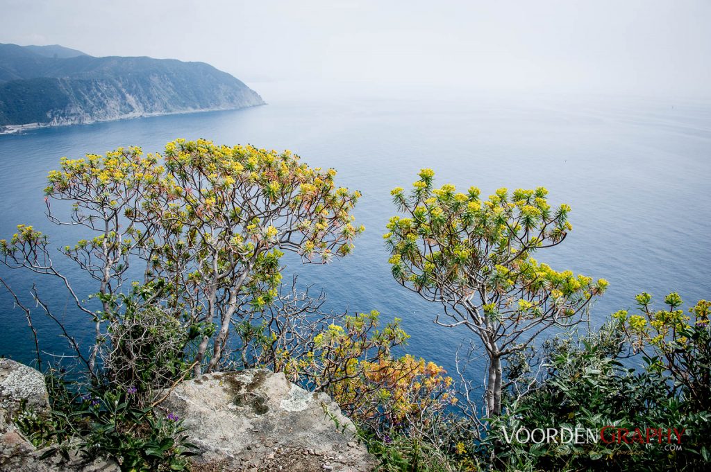 Cinque Terre / Italy