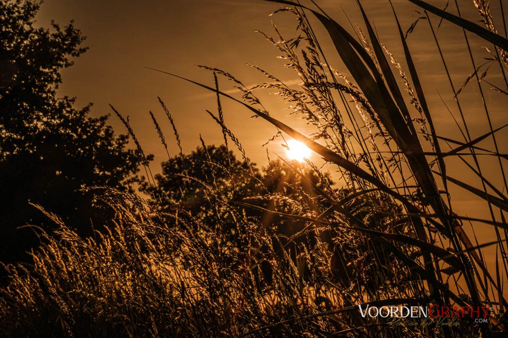 Sonnenuntergang im Riet