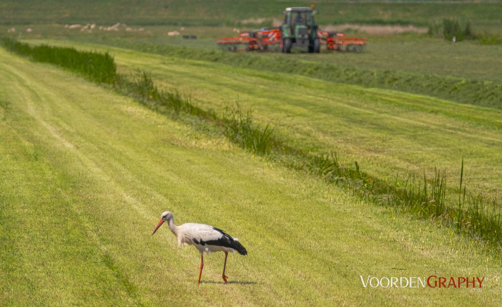 Storch bei der Nahrungssuche