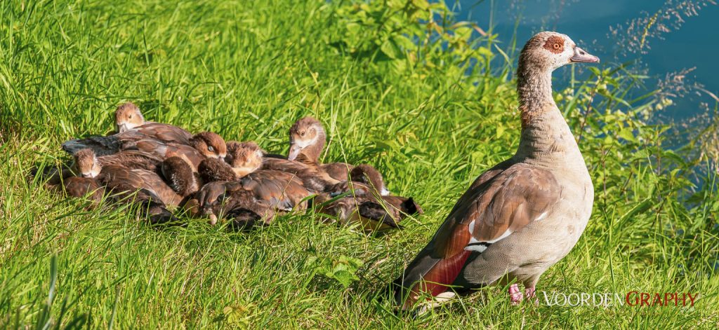 Gänsefamilie