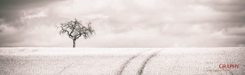 Freundschaft ist wie ein Baum. Es zählt nicht, wie groß er ist, sondern wie tief seine Wurzeln sind.