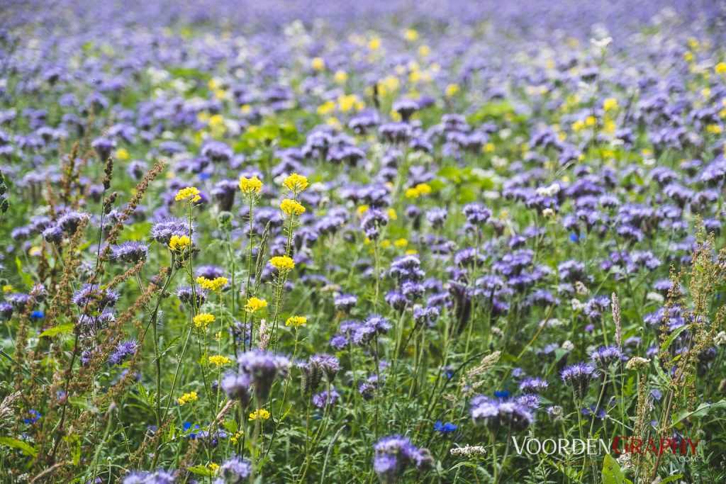 Blumenwiese im Odenwald