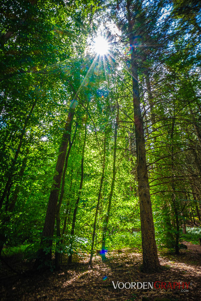 Odenwald im Sonnenschein