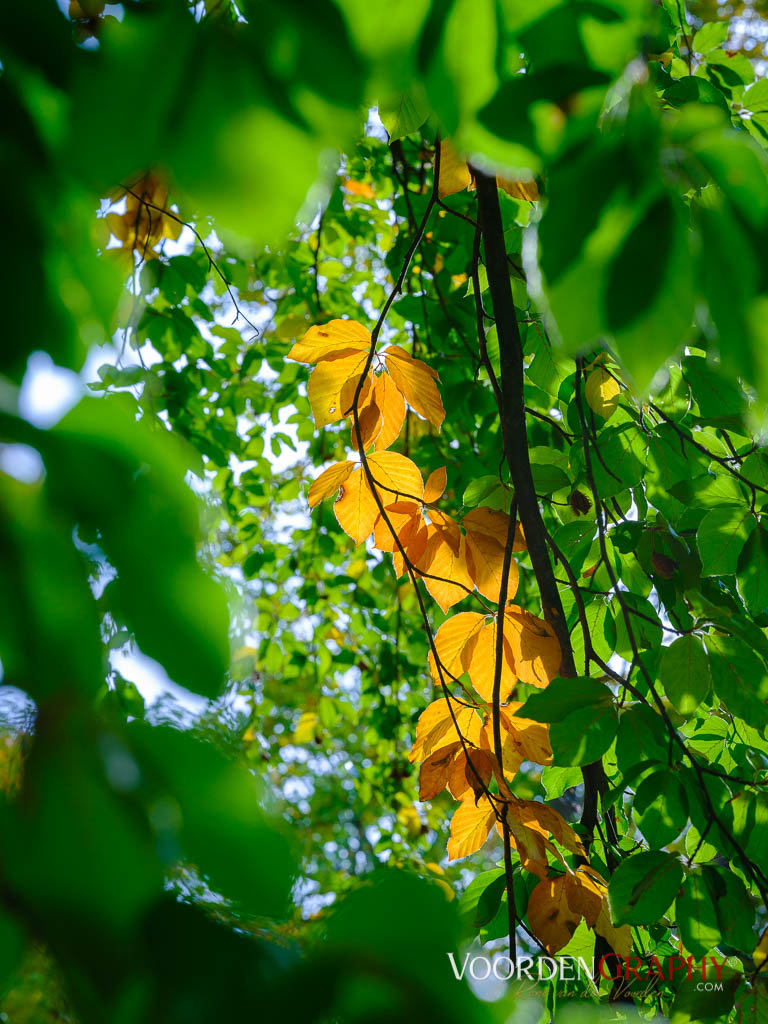 2020 Herbst-Impressionen @ Schlossgarten Schwetzingen