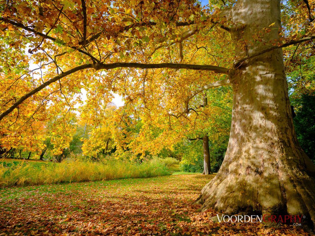 2020 Herbst-Impressionen @ Schlossgarten Schwetzingen