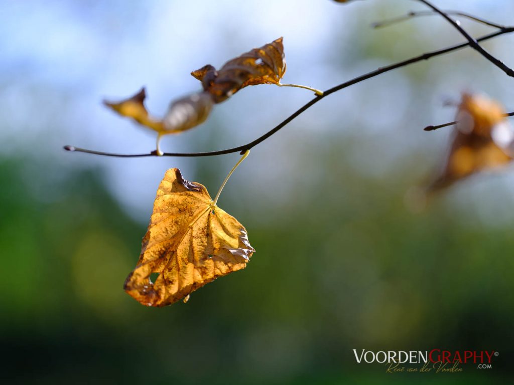 2020 Herbst-Impressionen @ Schlossgarten Schwetzingen