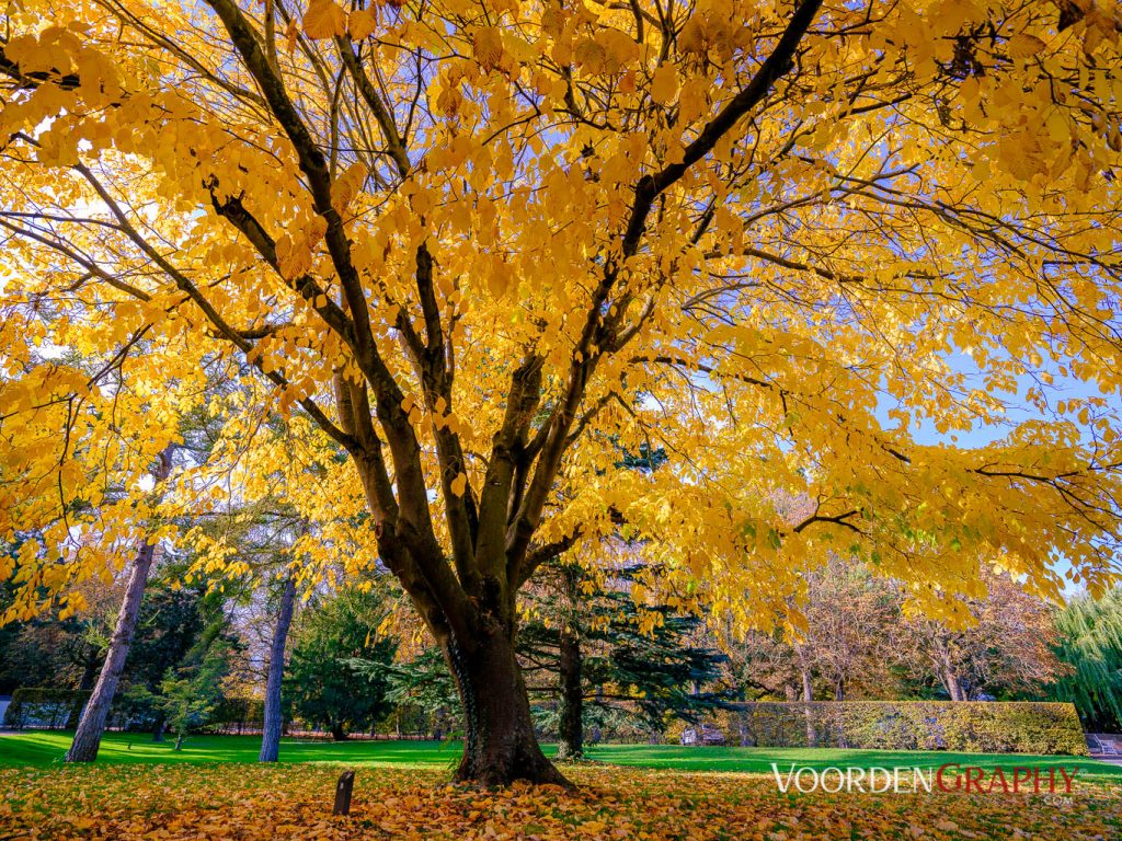 2020 Herbst-Impressionen @ Schlossgarten Schwetzingen