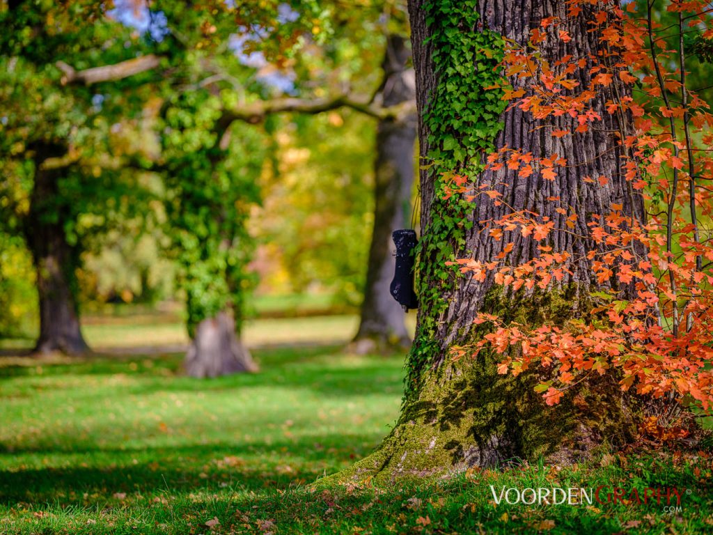 2020 Herbst-Impressionen @ Schlossgarten Schwetzingen