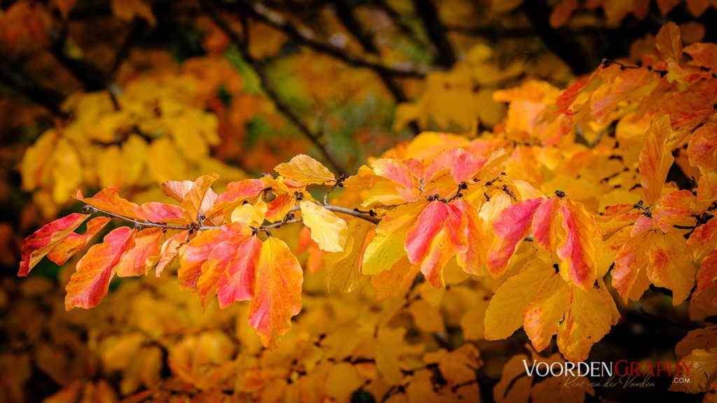 2020 Herbst-Impressionen @ Schlossgarten Schwetzingen