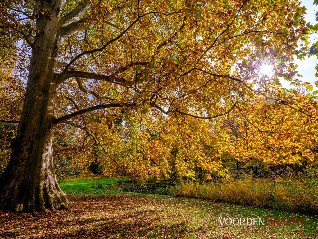 2020 Herbst-Impressionen @ Schlossgarten Schwetzingen