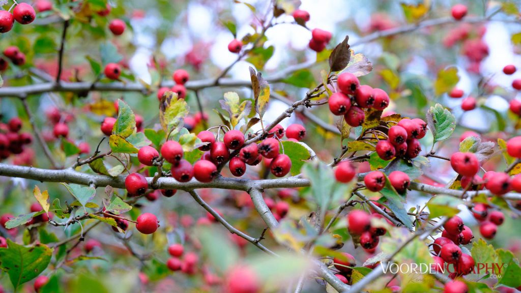 2020 Herbst-Impressionen @ Schlossgarten Schwetzingen