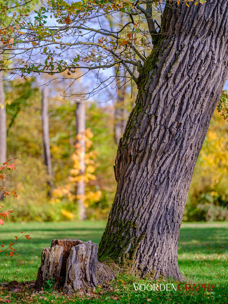 2020 Herbst-Impressionen @ Schlossgarten Schwetzingen