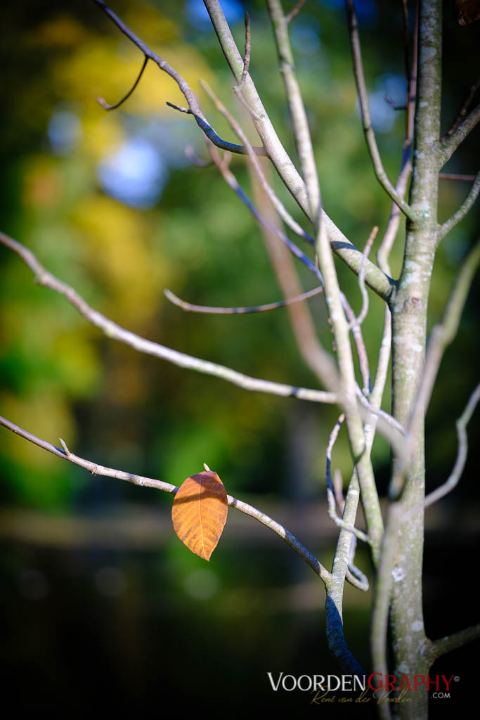 2020 Herbst-Impressionen @ Schlossgarten Schwetzingen