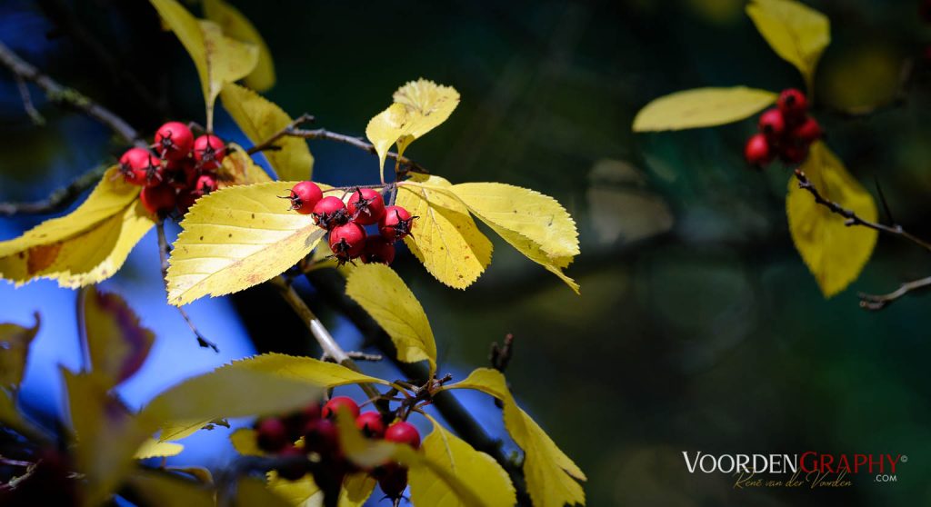 2020 Herbst-Impressionen @ Schlossgarten Schwetzingen