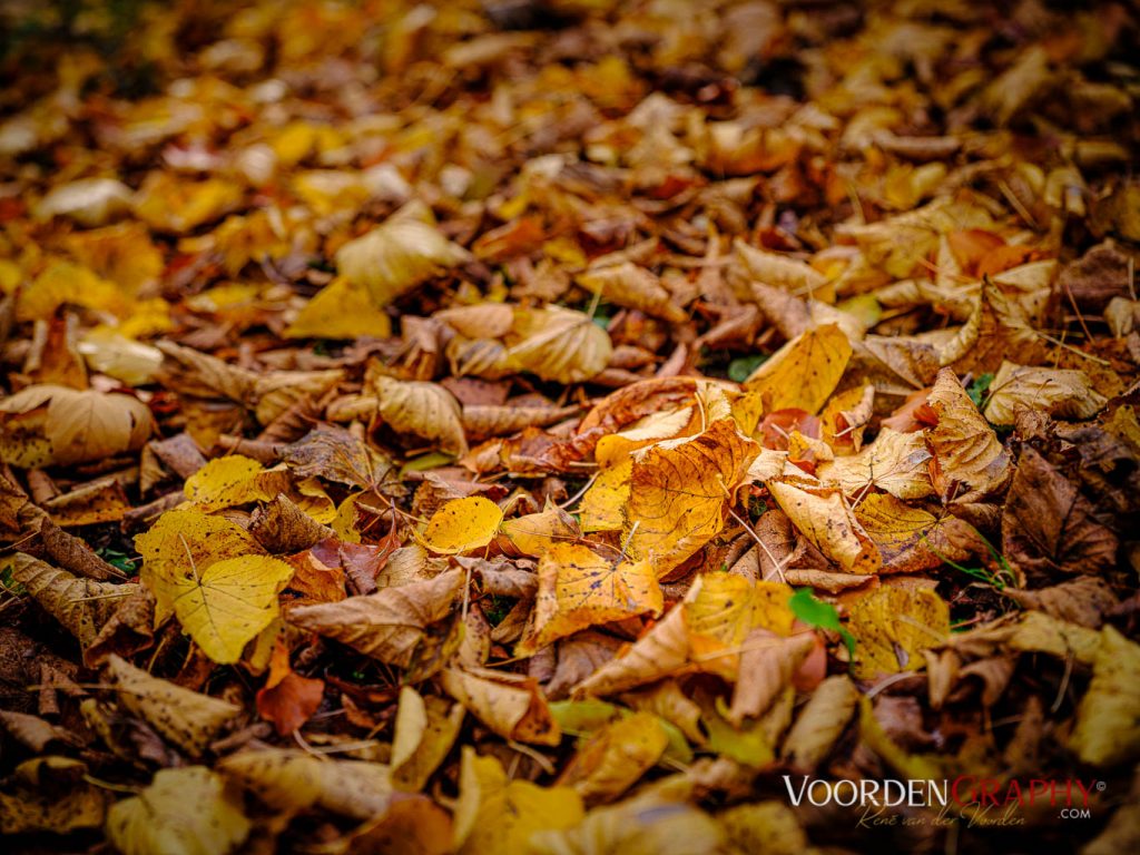 2020 Herbst-Impressionen @ Schlossgarten Schwetzingen