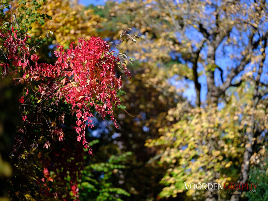 2020 Herbst-Impressionen @ Schlossgarten Schwetzingen