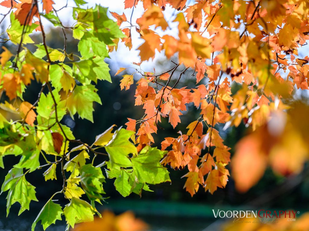 2020 Herbst-Impressionen @ Schlossgarten Schwetzingen