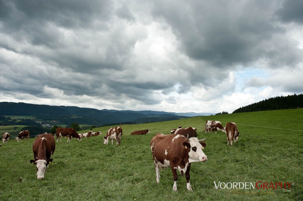 2010 Querweg Wanderung: Von Freiburg nach Konstanz