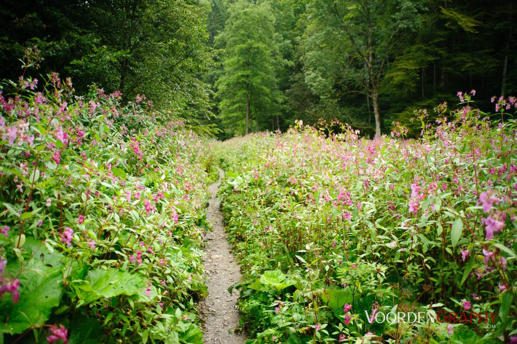 2010 Querweg Wanderung: Von Freiburg nach Konstanz