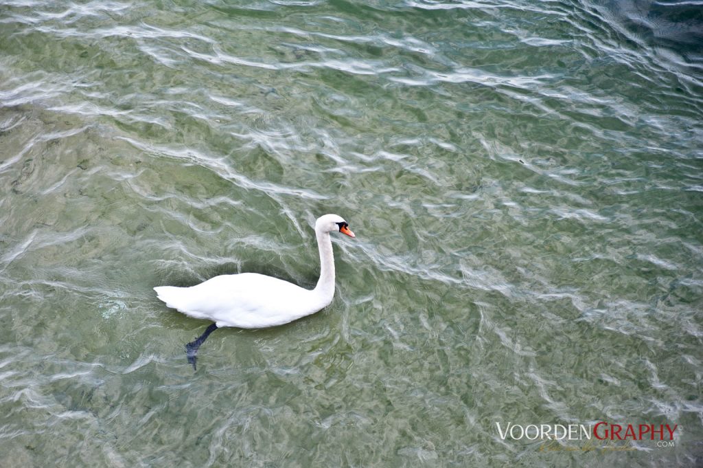 2010 Querweg Wanderung: Von Freiburg nach Konstanz