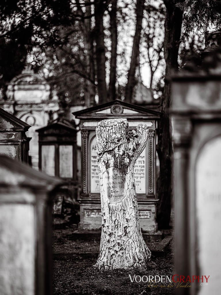 Hauptfriedhof / Jüdischer Friedhof Mannheim