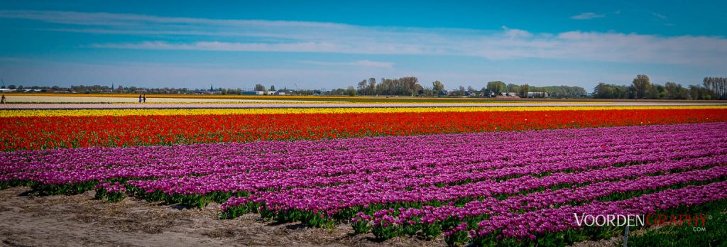 2022 Buntes Holland