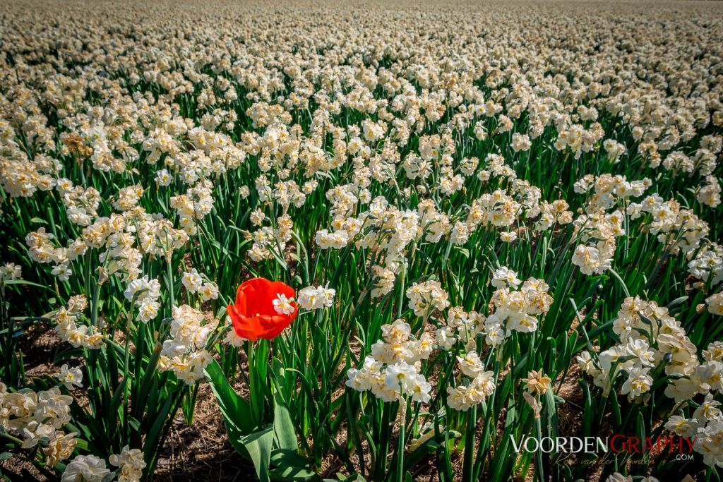 2022 Buntes Holland