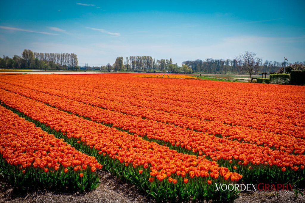 2022 Buntes Holland