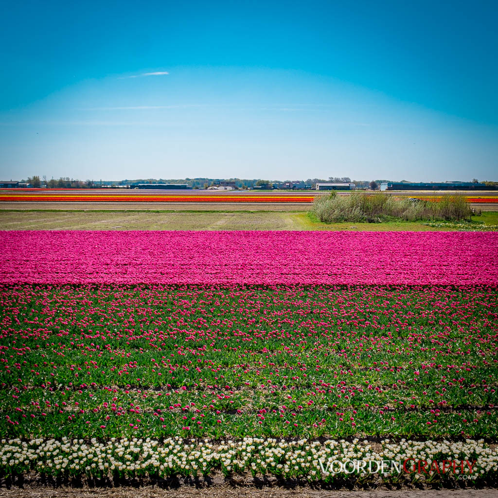 2022 Buntes Holland