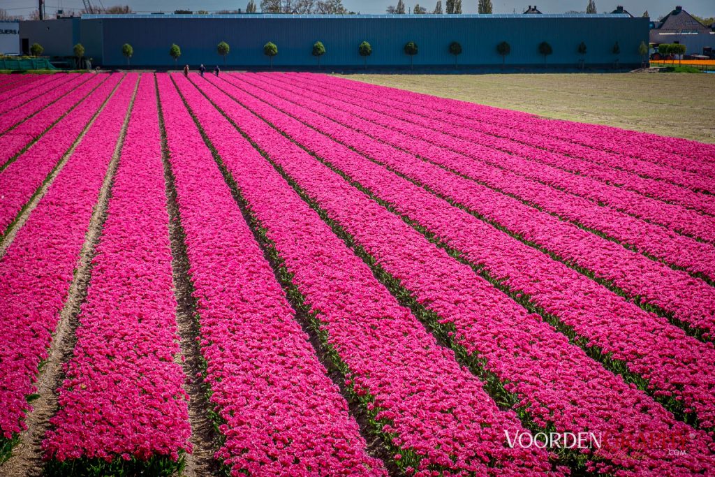 2022 Buntes Holland