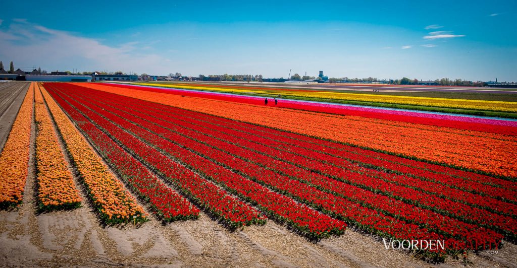 2022 Buntes Holland