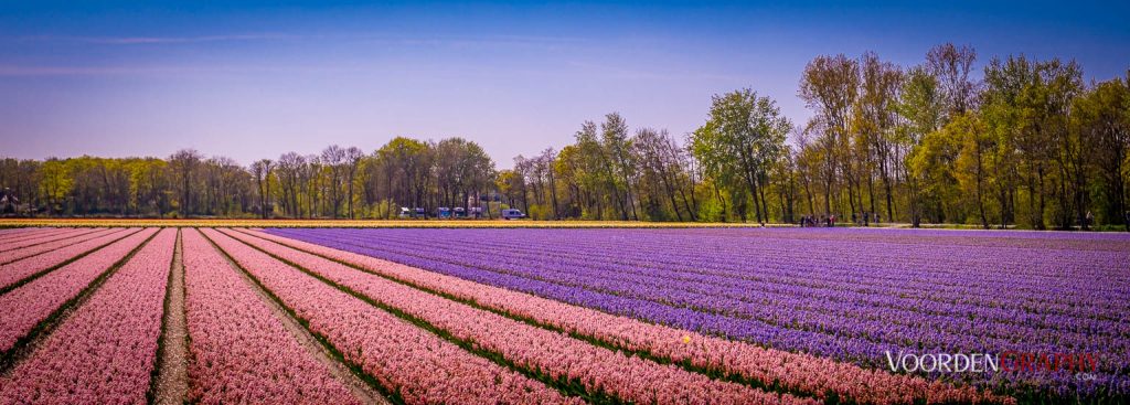 2022 Buntes Holland