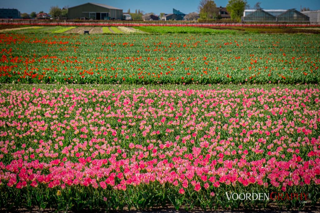 2022 Buntes Holland