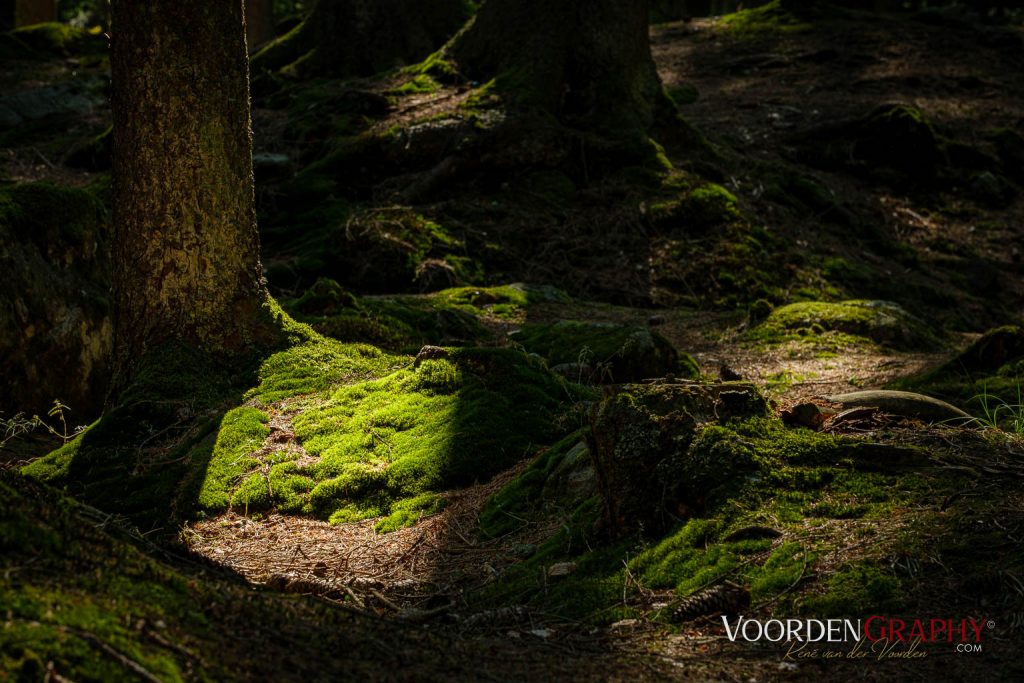 Rund um den kleinen Arbersee