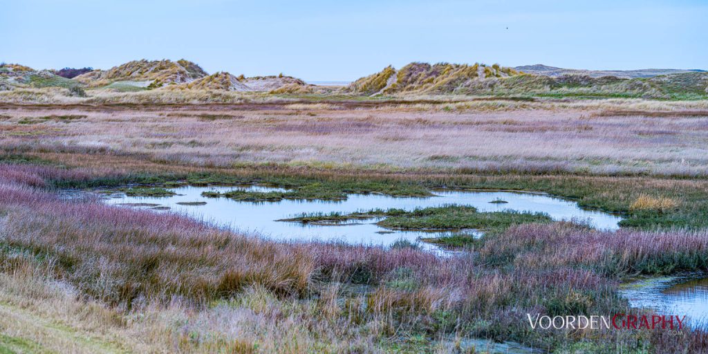 Texel