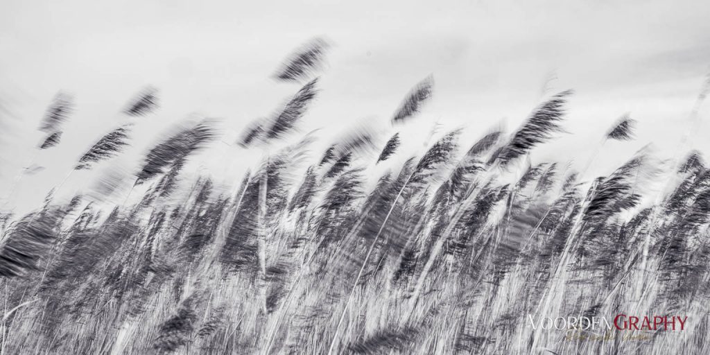 Texel