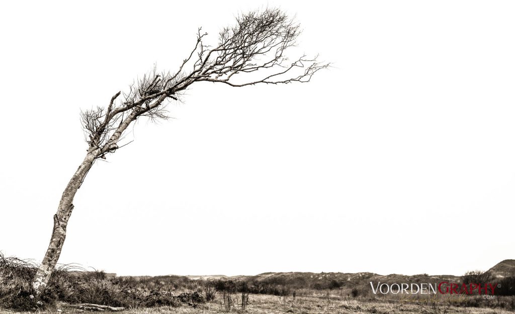 Texel