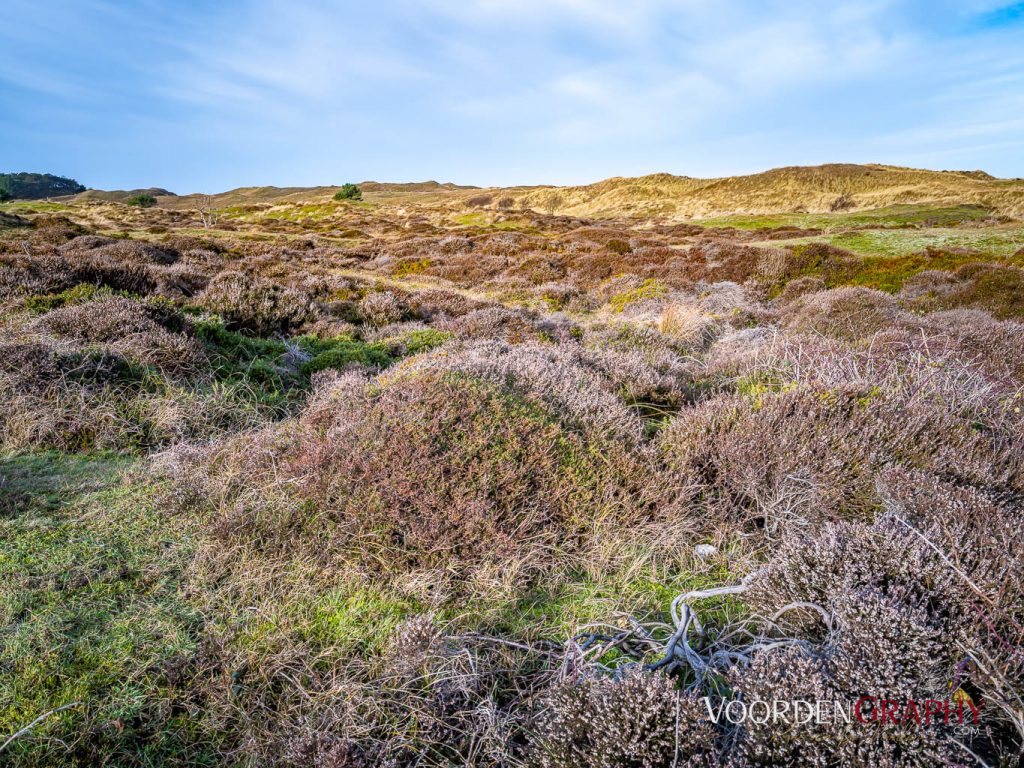 Texel