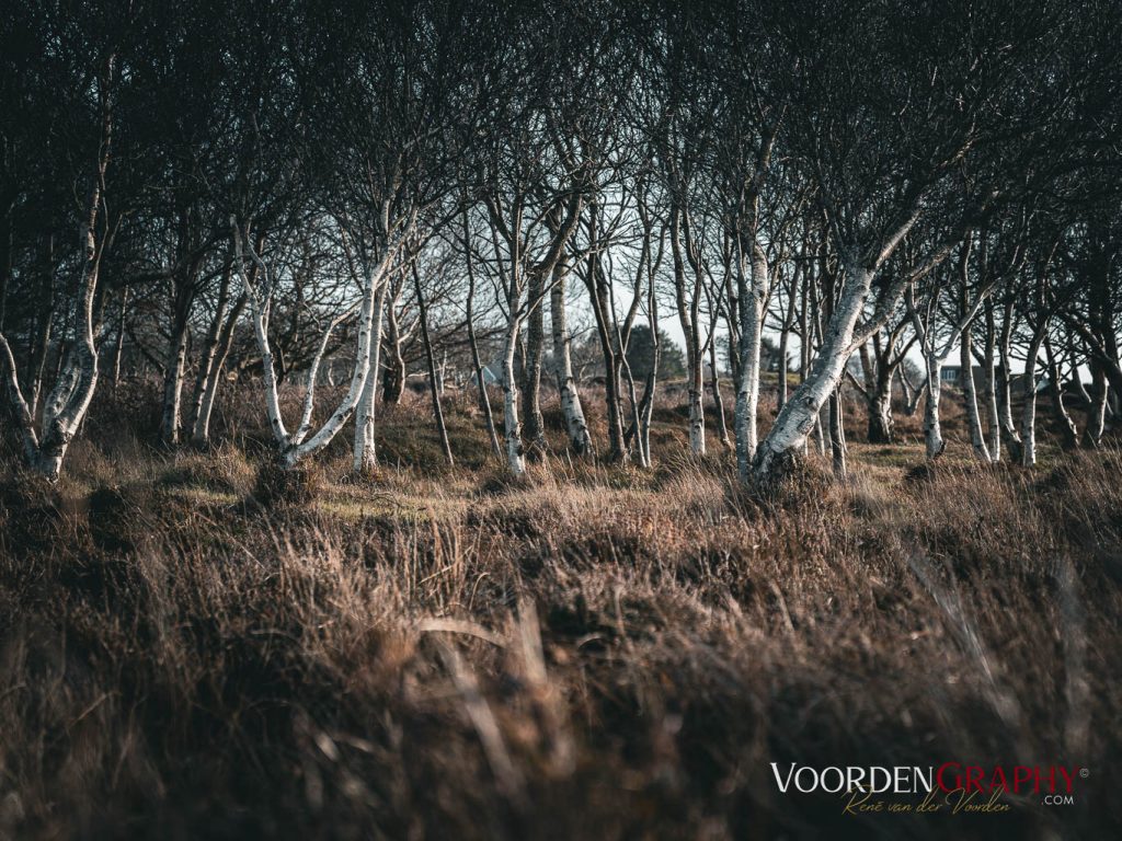 Texel