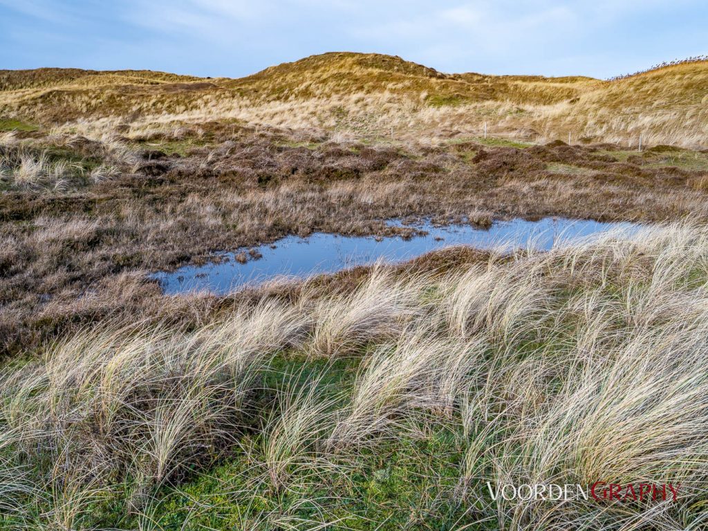 Texel