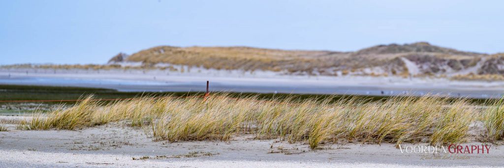 Texel