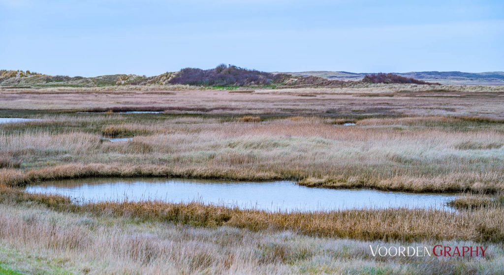Texel
