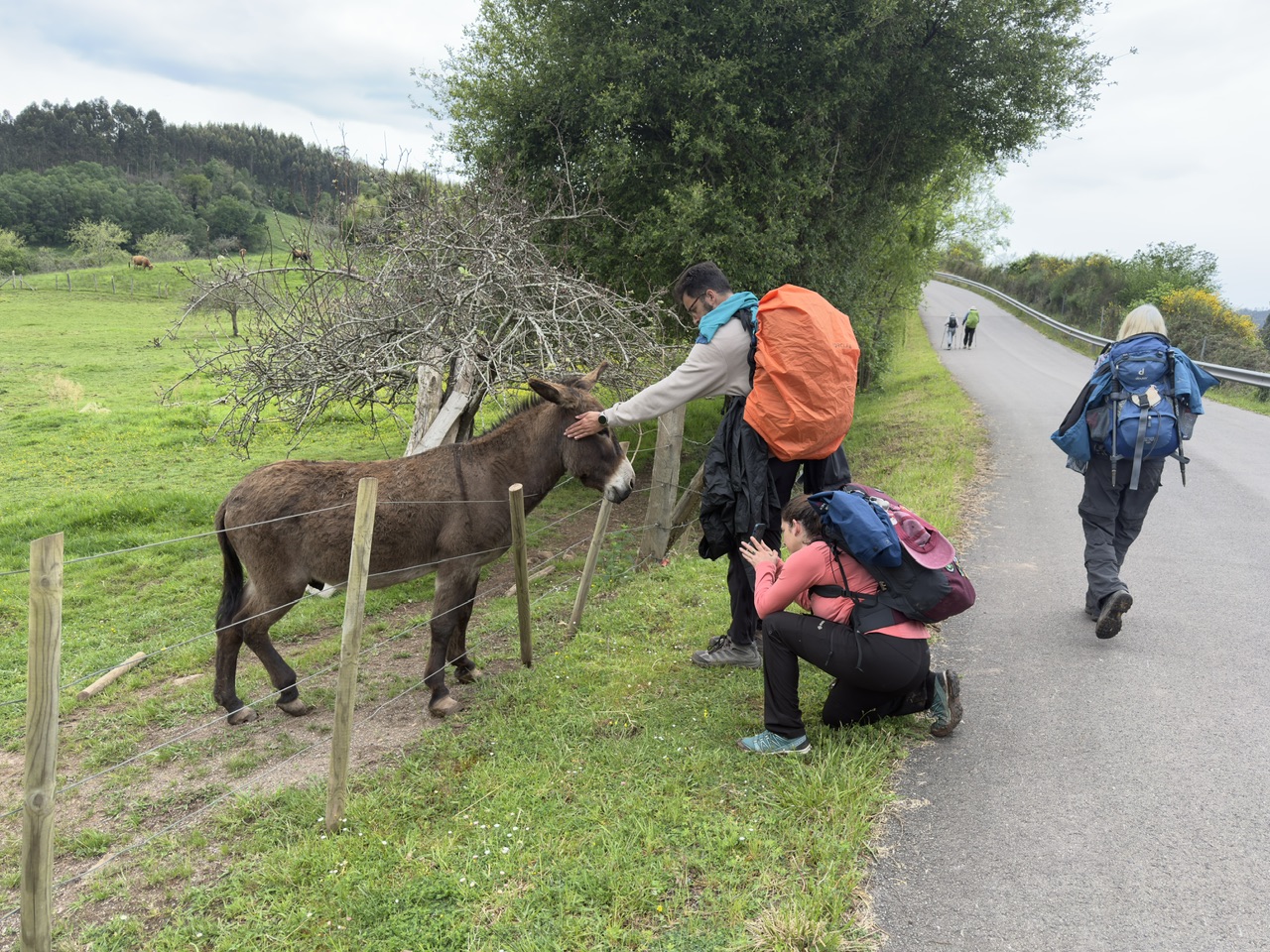 Am Camino del Norte